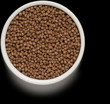 גרנדורף כבש והודו מזון הוליסטי והיפואלרגני לגורי חתולים משלושה שבועות, חתולות בהריון ומניקות 2 ק״ג GRANDORF