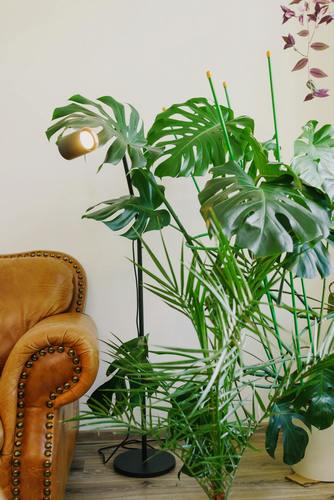 שילוב מושלם לצמחייה גבוהה