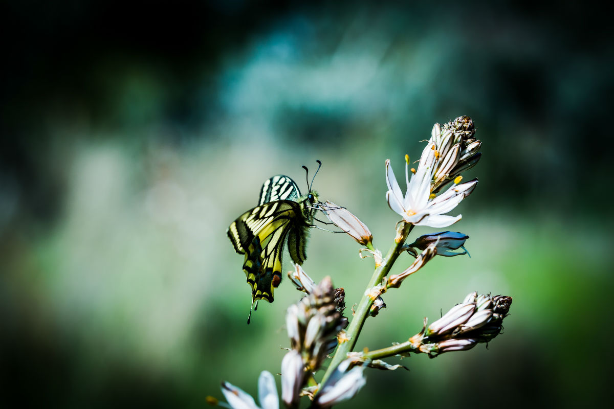 אמיר מנחם - צלם החודש