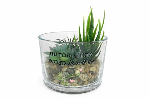 סוקולנטים וקקטוסים בכלי זכוכית 
