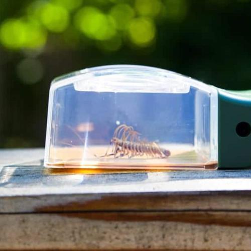 זכוכית מגדלת לצפיה בחרקים + שחרור מהיר BugView HU-10 - CARSON