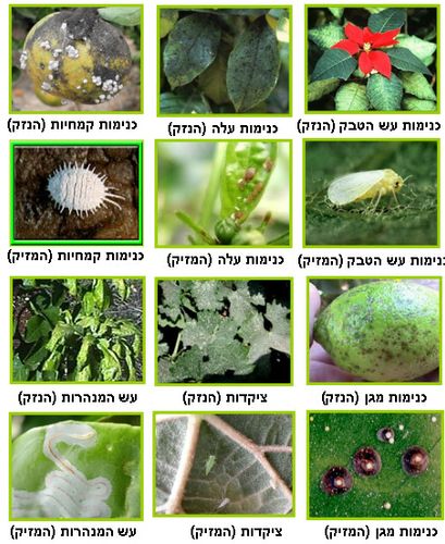קונפידור 15 סמ