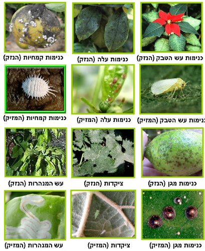 קונפידור 30 סמ