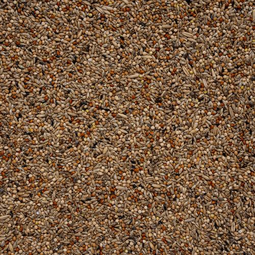 67 - דניאל ליטולף תוכונים Superchamp מקורי