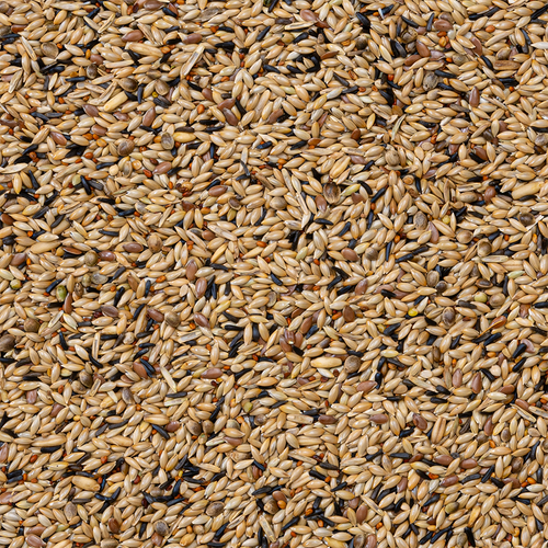 80 - כנריות לרבייה ללא לפתית