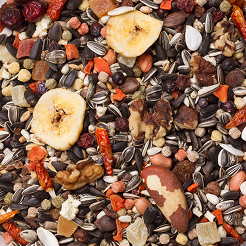 20 - תוכים סרנגטי