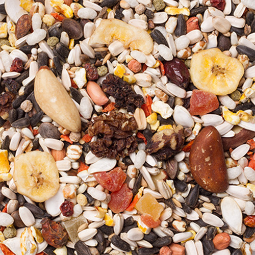 23 - תוכים פנטנל