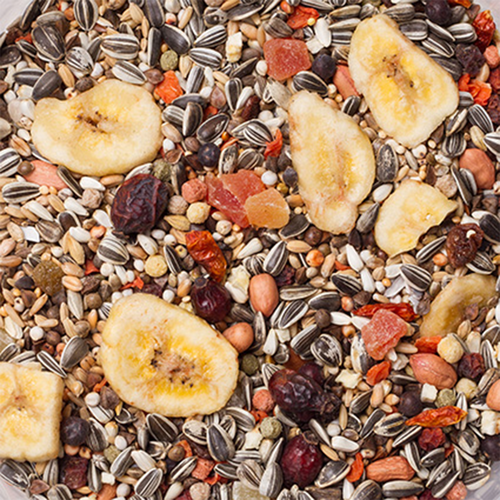 22 - תוכים אמזוניה