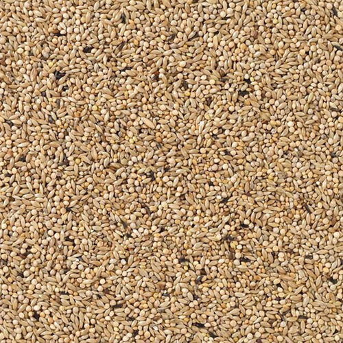 85 - תוכונים צ’מפיון