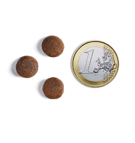 אמברוסיה מזון לגורי כלבים גזע גדול עוף וסלמון 12 ק