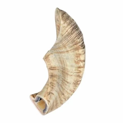 קרן טלה