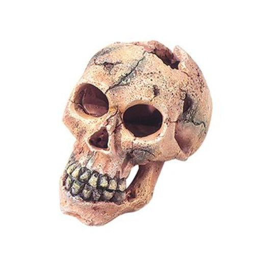 דקורציה גולגולת חלולה