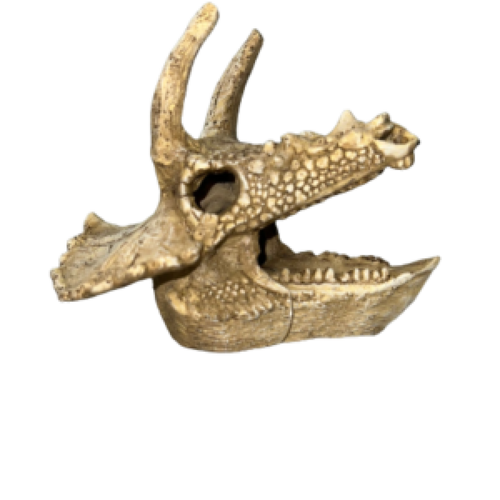 גולגולת תנין