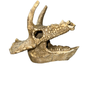 גולגולת תנין