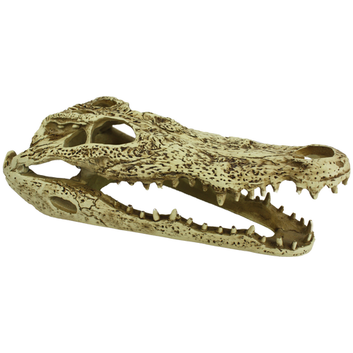 קומודו גולגולת תנין 