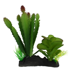 דקורציה קומודו קקטוס וסוקולנט 