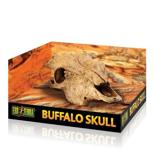 גולגולת באפלו של אקזוטרה