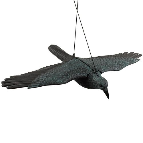 עורב פרוש כנפיים להרחקת יונים וציפורים