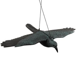 עורב פרוש כנפיים להרחקת יונים וציפורים