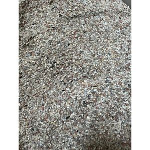 דיילי נייצ’ר חול צדפים