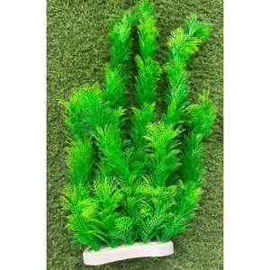 דקורציה צמח קוצני