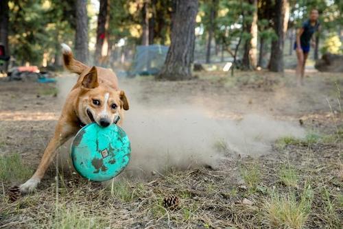 צעצועים לכלבים | RUFFWEAR צלחת מעופפת HOVER CRAFT