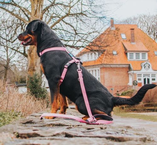 Max & Molly Retro Pink harness