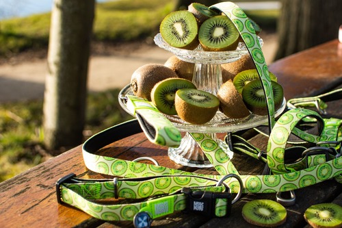 Max & Molly Kiwi harness
