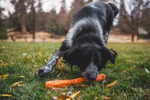 GNAWT-A-STICK