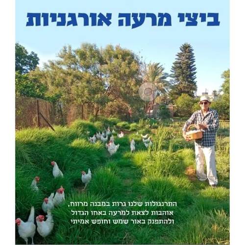 ביצי מרעה חופש אורגניות - 12