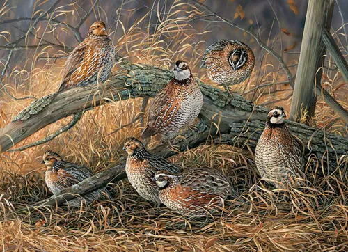 Cobble Hill - Quail (1000 חלקים)
