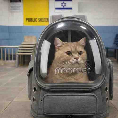 תיק נשיאה קפסולה לחתול ולכלב קטן בצבע אפור עם חזית שקופה