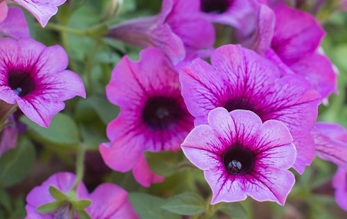 למה אני כל כך אוהב את מצלמת הפוג'י שלי?