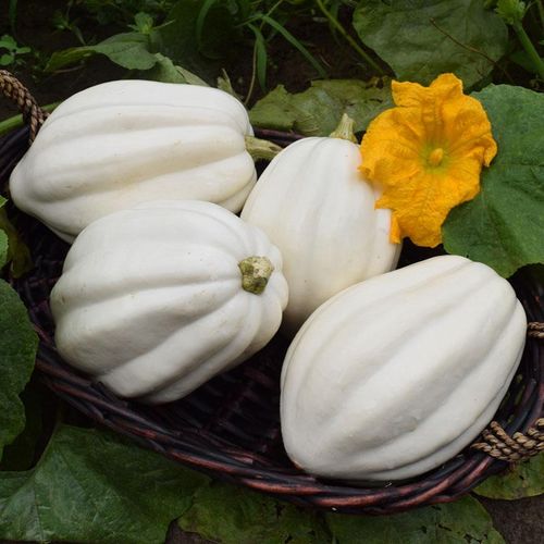 זרעי דלעת יפנית