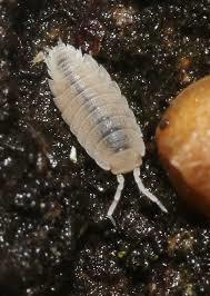 אייספוד  wThrichorina tomentosa hite dwarf