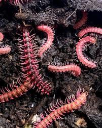 רב רגל Pink Dragon Millipede