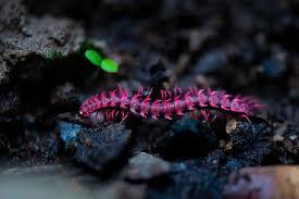רב רגל Pink Dragon Millipede