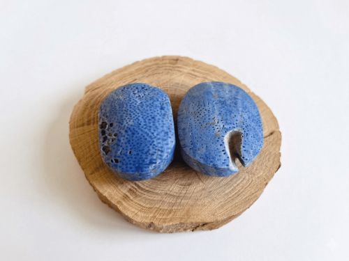 פאלם קורל כחולה BLUE CORAL PALM