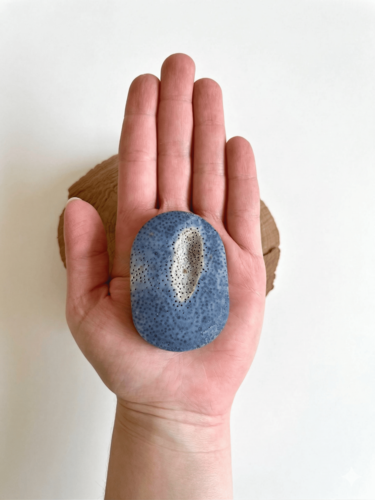 פאלם קורל כחולה BLUE CORAL PALM