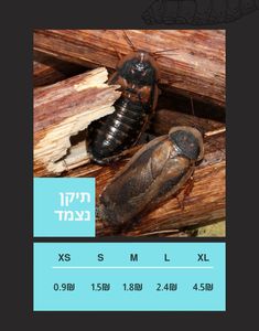 תיקן נצמד 
