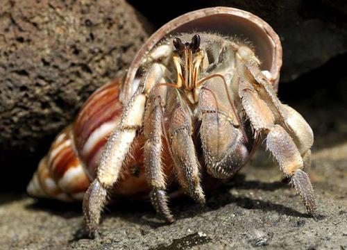 סרטן נזיר - LAND HERMIT CRAB