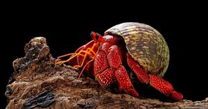 סרטן נזיר -  RED LAND HERMIT CRAB 