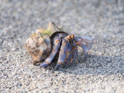 סרטן נזיר -  BLUE BERRY LAND HERMIT CRAB