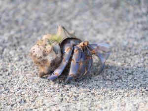 סרטן נזיר -  BLUE BERRY LAND HERMIT CRAB