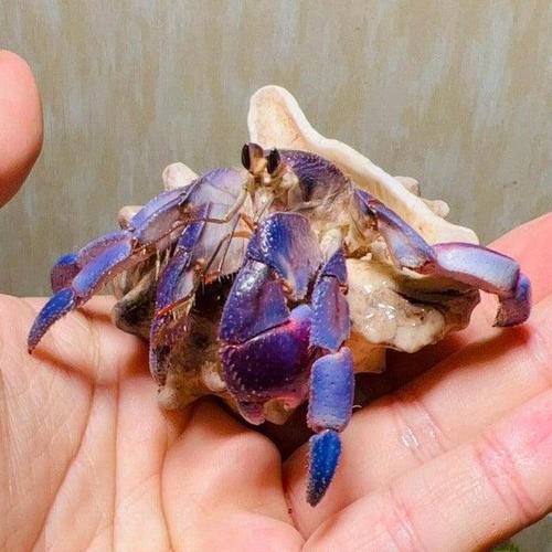 סרטן נזיר -  BLUE BERRY LAND HERMIT CRAB