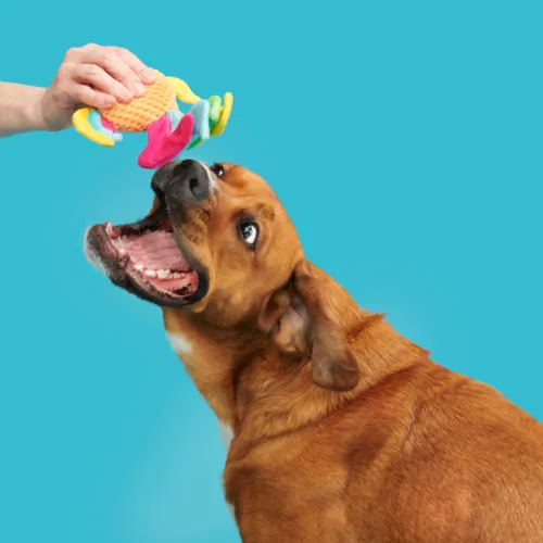 בארק בובת טינה הדגיגה לכלב BARK
