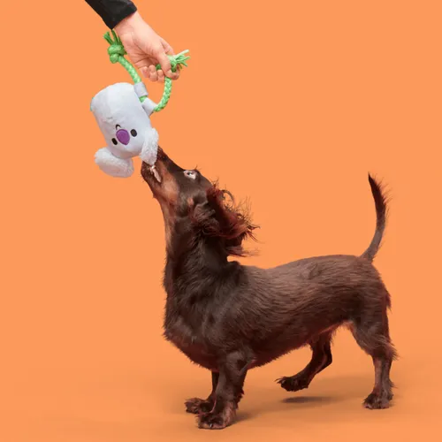 בארק בובת נלה הקואלה לכלב BARK