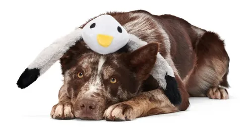 בארק בובת סולי השחף לכלב BARK