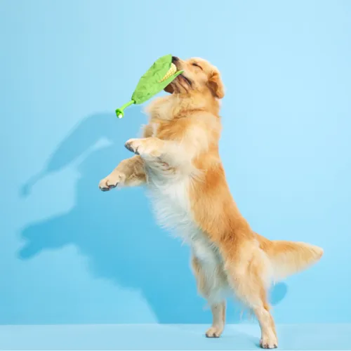 בארק בובת קלח תירס לכלב BARK