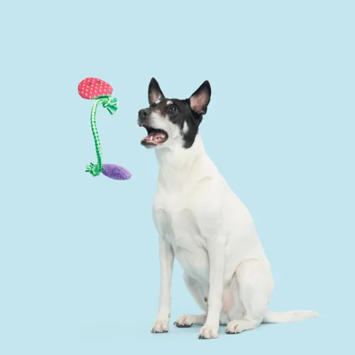 בארק בובת תותים על חבל לכלב BARK